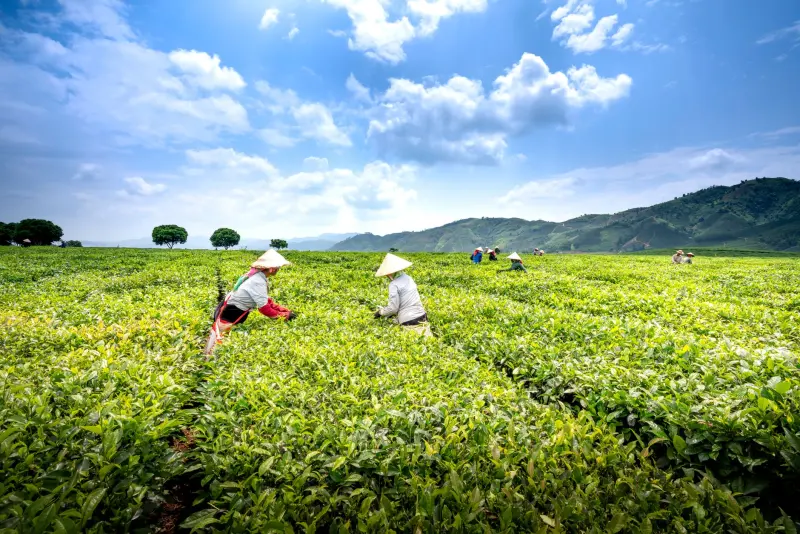 日式延长甲与光疗美甲的技术差异及持久度分析