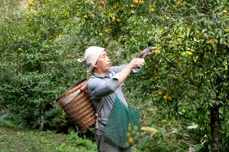 延长甲与光疗美甲制作技术对比：进口甲油胶的持久性优势